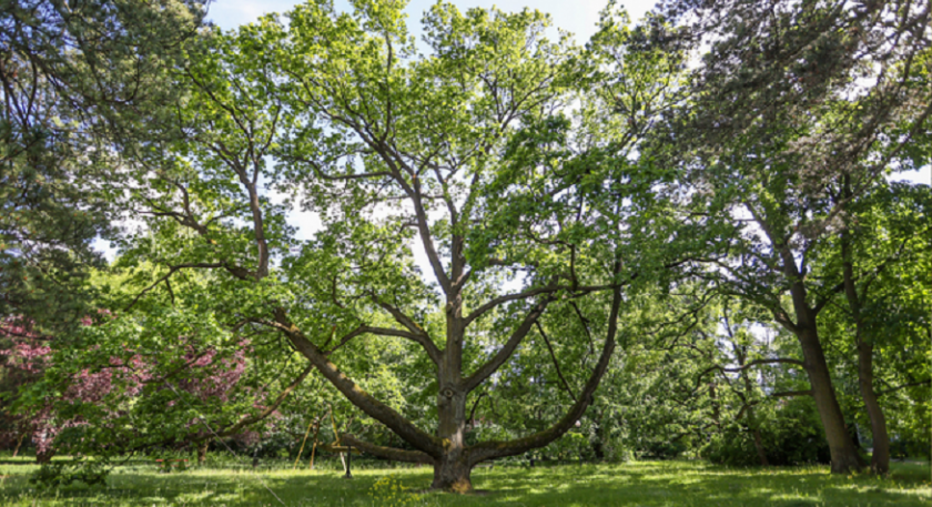 Хилядолетният чинар от Варна е №14 в „Европейско дърво на годината“