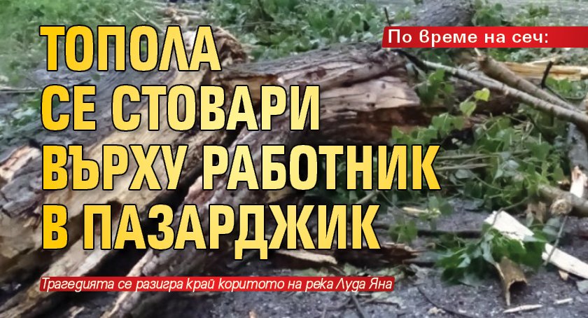 По време на сеч: Топола се стовари върху работник в Пазарджик