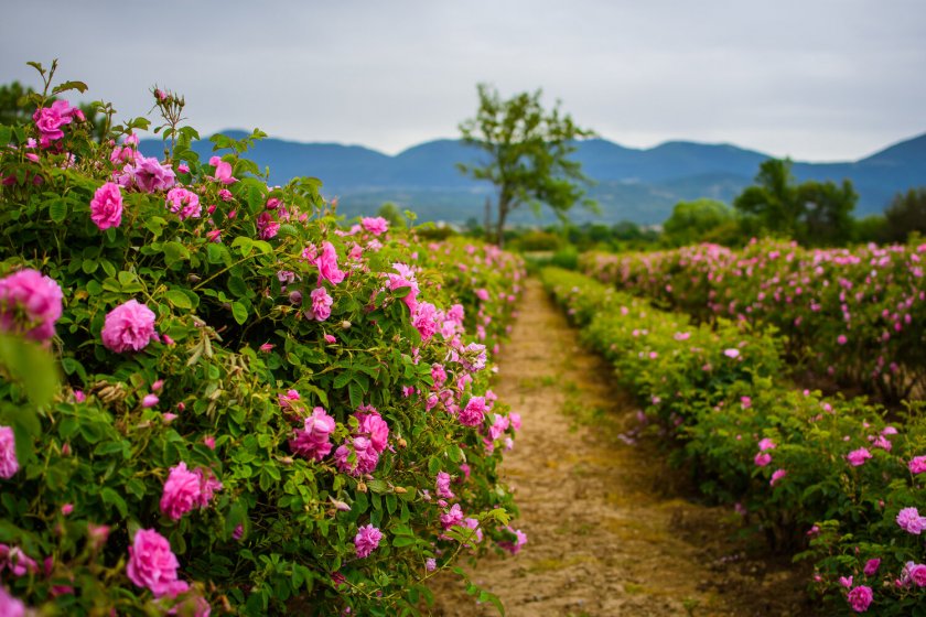 Български рози бяха засадени в гр. Бърнаби, Британска Колумбия, Канада.Към