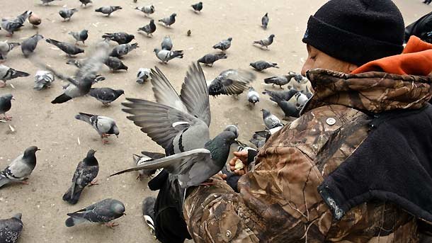 Всички сме виждали рояка от гълъби, който се струпва, когато