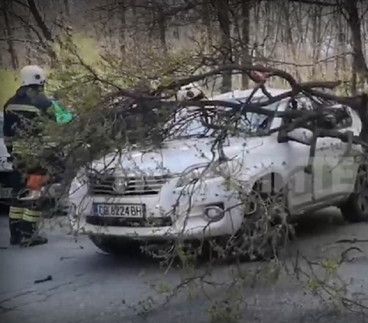 Огромен клон на дърво падна върху автомобил в столичния квартал