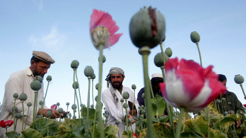 Талибаните са наложили забрана за отглеждане на мак, която ще