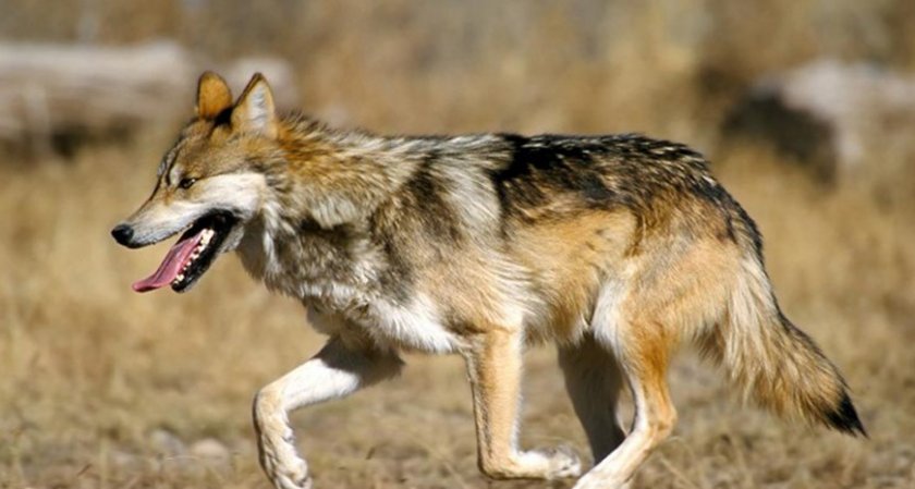 Тровят вълци в защитена зона "Сакар"
