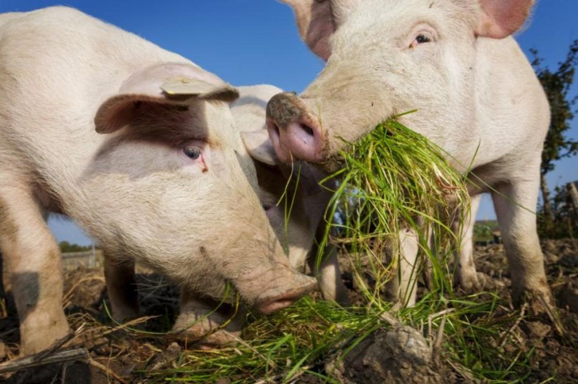 Китай пуска на пазара 10 000 т свинско от резерва заради африканската чума