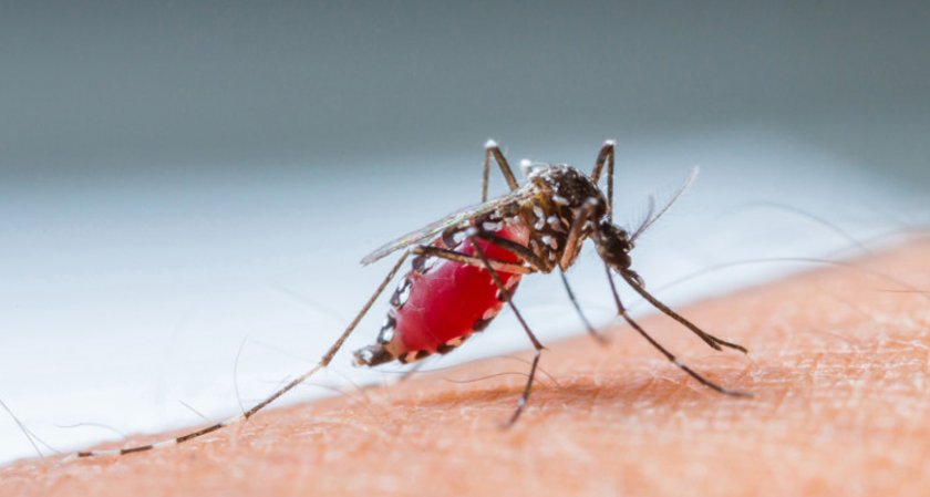Стерилни комари - ново оръжие в борба срещу маларията