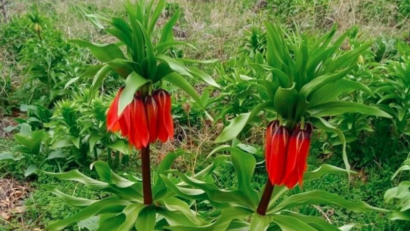 Жителите на село Первари в южния турски окръг Сиирт дежурят