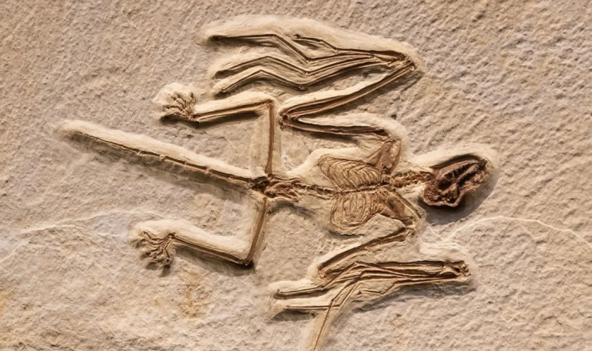 Два удивително запазени скелета на прилепи на 52 милиона години,