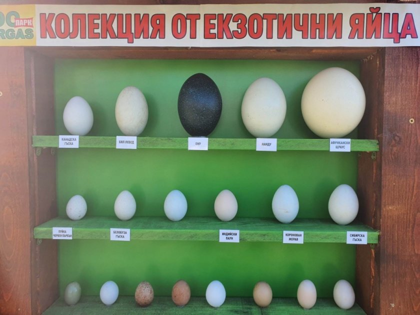 Яйца на ему, тинаму и африкански бухал показват в Бургас