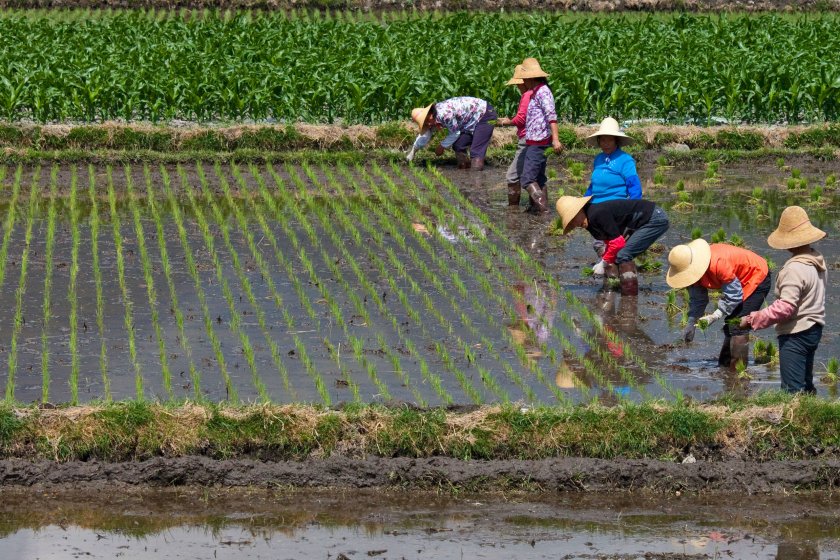 Очаква се невиждан недостиг на ориз в световен мащаб
