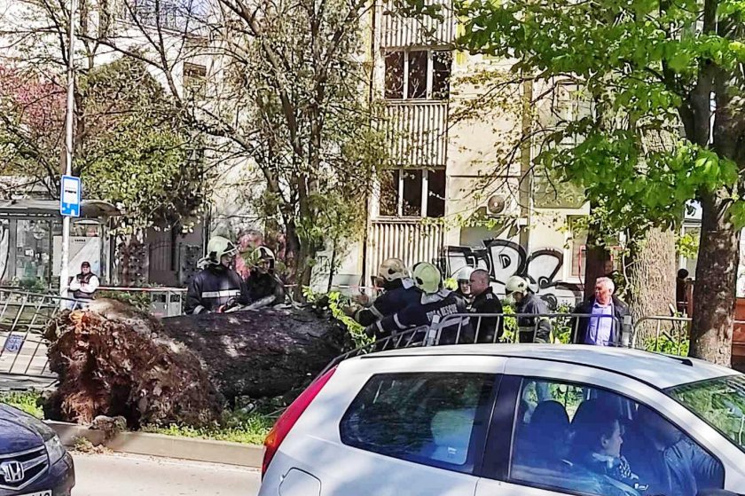 Дърво падна пред общината във Варна, като по чудо няма жертви