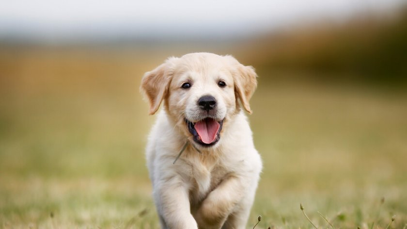 Непълнолетни пребиваха с дървен кол малко куче във Враца. В