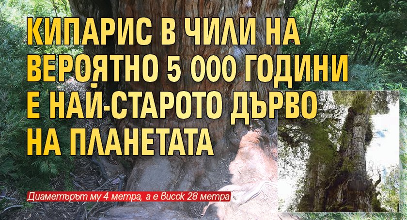 Кипарис в Чили на вероятно 5 000 години е най-старото дърво на планетата