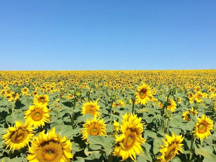 Производителите на олио си искат евтиния слънчоглед от Украйна