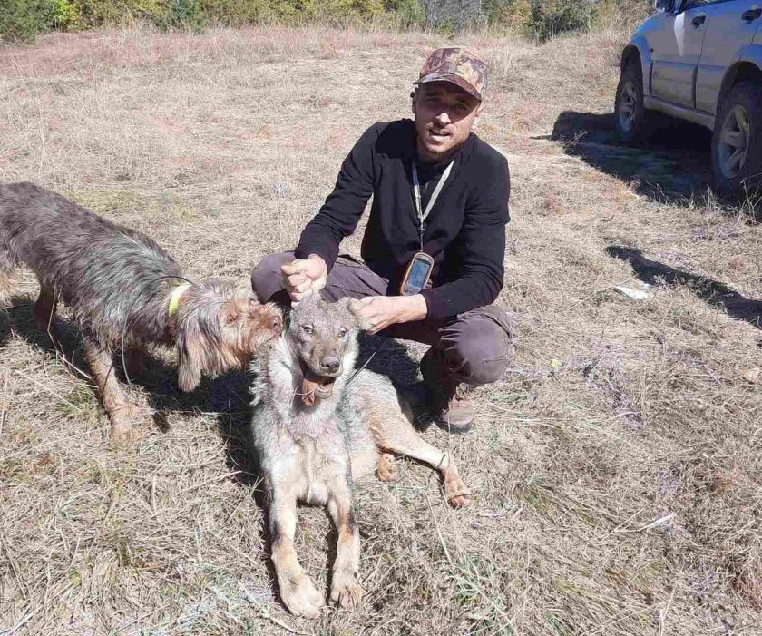 Вълци разкъсаха 40 домашни животни в Родопите