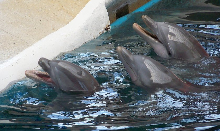 Гостите на Варна отново могат да плуват с делфини