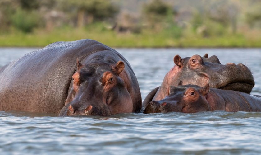 Хипопотамите на покойния наркобарон Пабло Ескобар представляват туристическа атракция, но