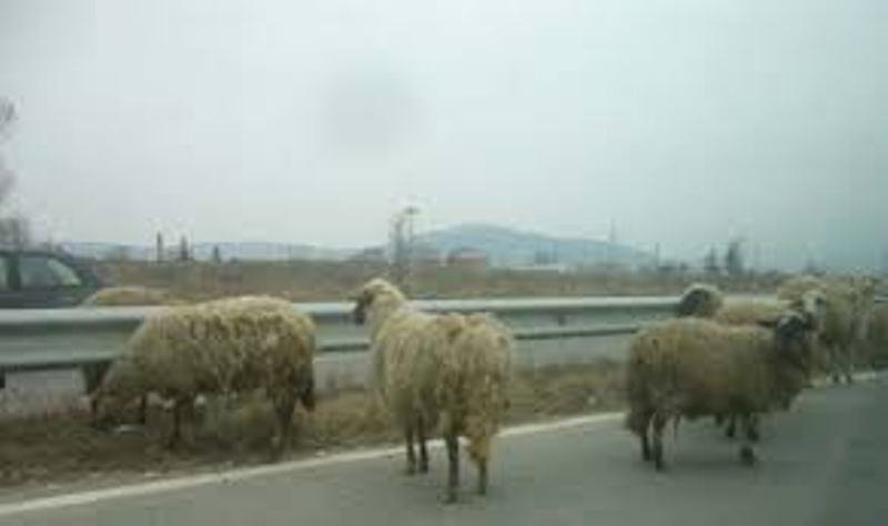 Куриоз: Овца изскочи на пътя, удари се в кола и налетя на пастирката си