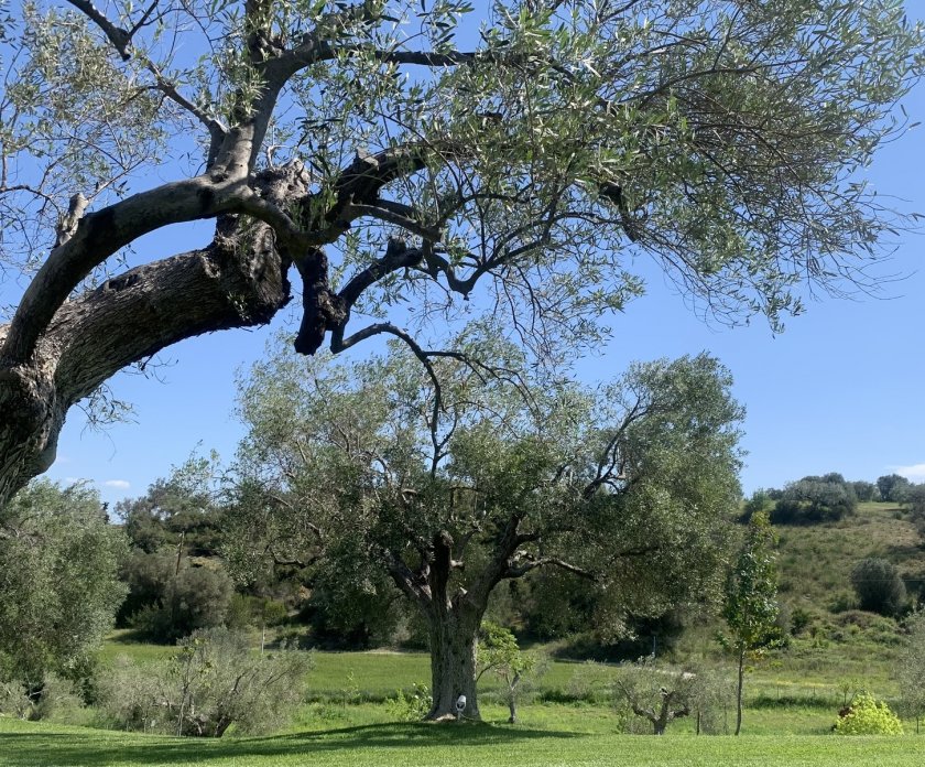 Господи, изпрати ни вода! - думите на епископ Себастиан Чико