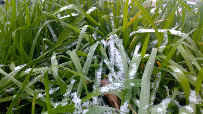 Пролетен майски сняг изненада жителите на родопското село Лилково. Днес имаме