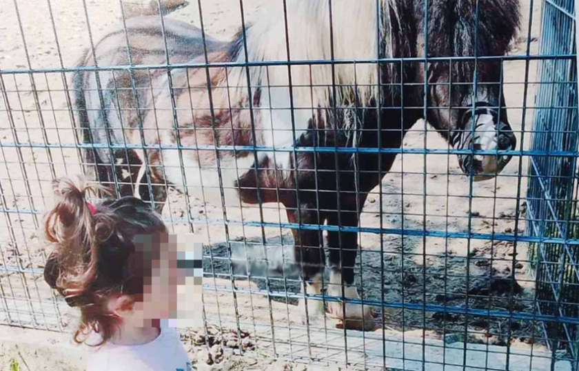 Пони отхапа пръстите на жена в старозагорския зоопарк. Инцидентът е