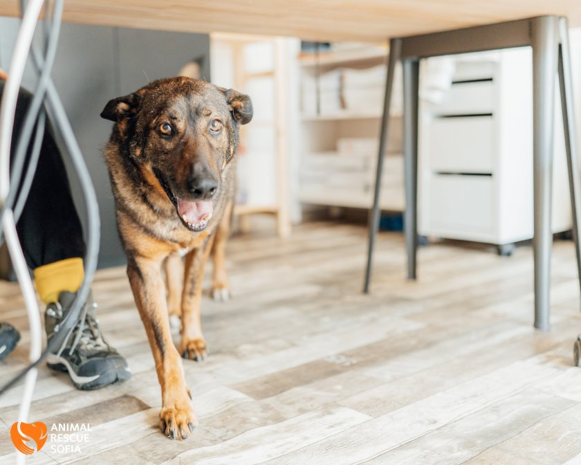 Ако се чудите, какво се случва с кучето Мечо, който