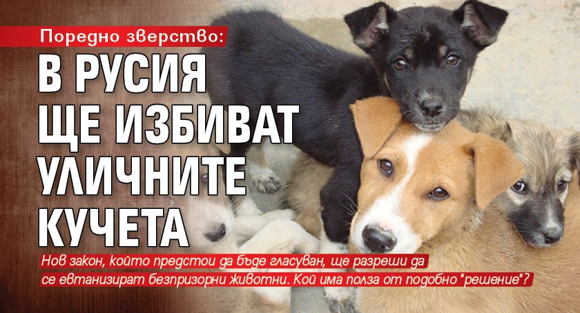 Поредно зверство: В Русия ще избиват уличните кучета