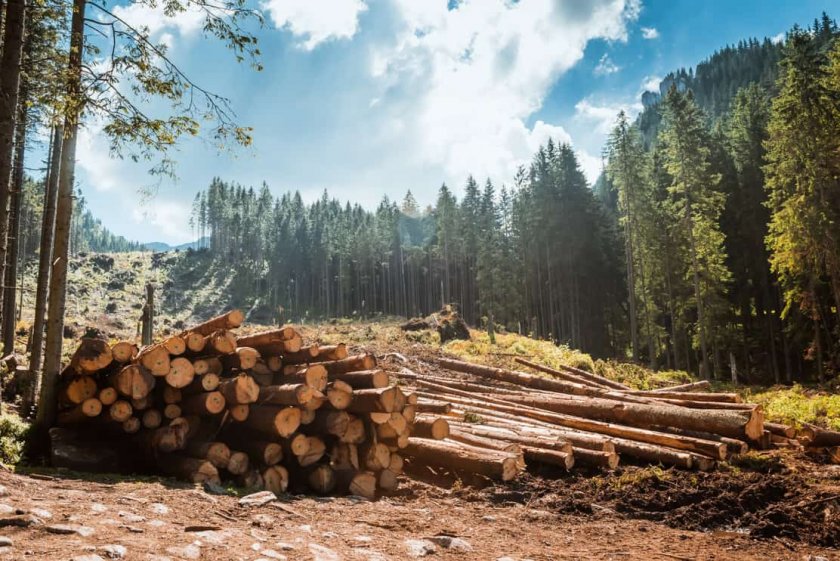 ЕС забранява вноса на продукти, при чието производство са били изсечени гори