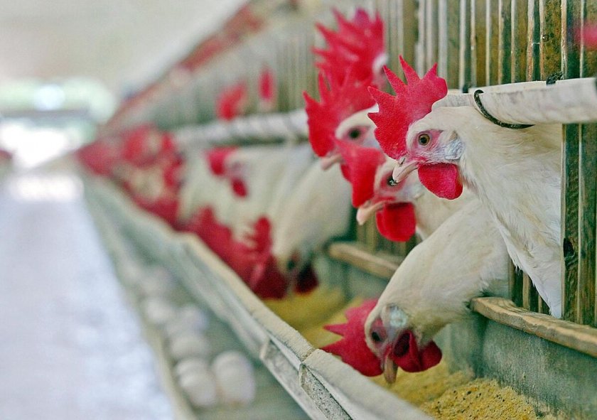 Бразилия обяви извънредно положение заради птичи грип