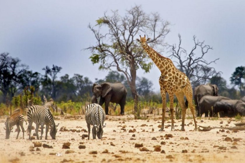 Снимка: Половината от всички животни на сушата изчезват