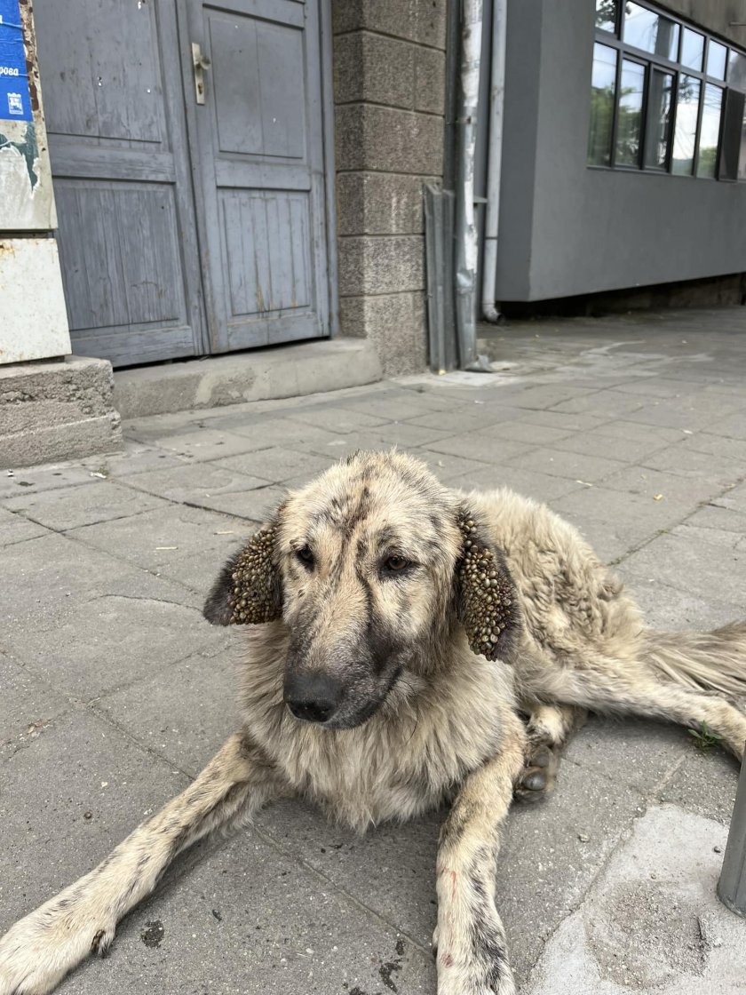 Клето бездомно животно потресе Благоевград. Кучето живее в центъра на