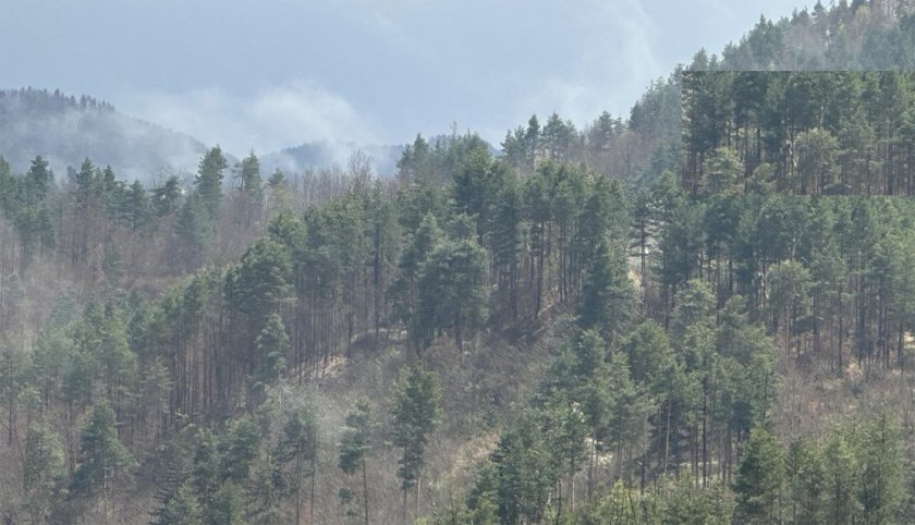 Бракониери налазиха гората край Ардино