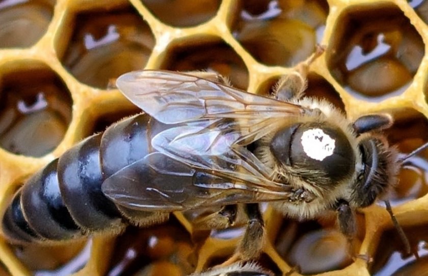 Дупничанин бе осъден условно за отравяне на 22 пчелни семейства. Районен