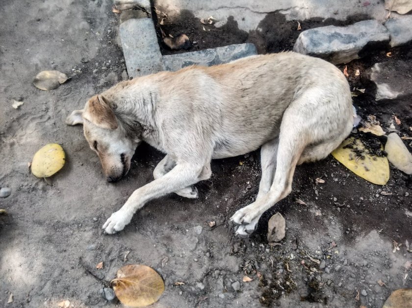 66-годишен от село Горна Бешовица е ранил домашно куче с