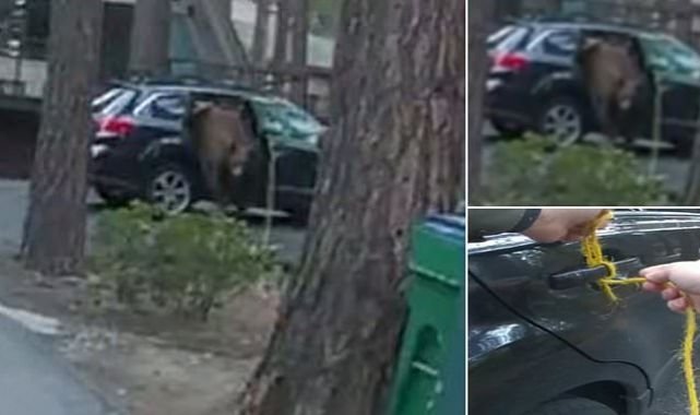 Шофьор откри мечка на задната седалка на колата си