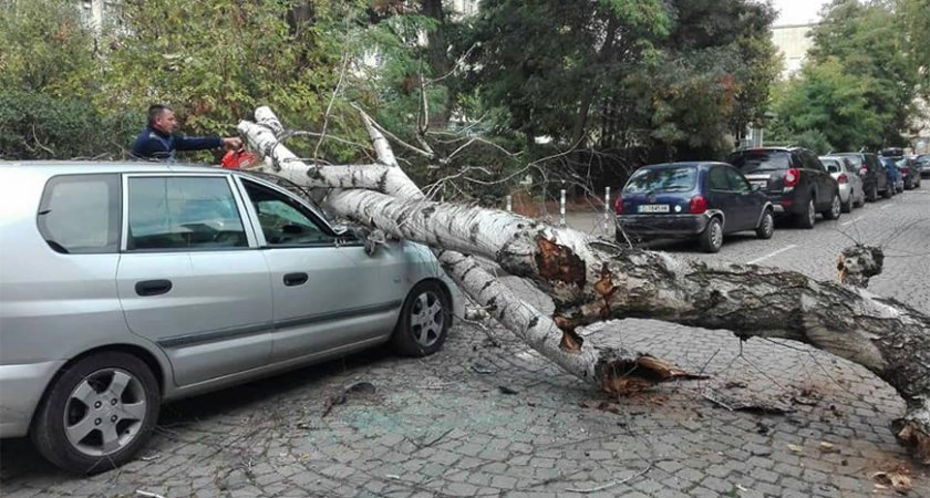 Дърво падна върху кола в центъра на София