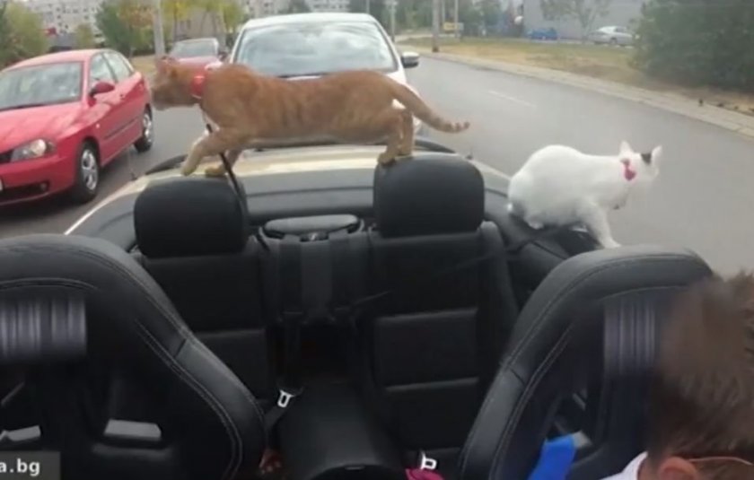 Софиянец разхожда котки с кабриолета си