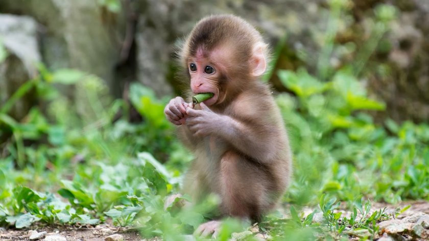 Кога ще видим маймуните в Софийския зоопарк?