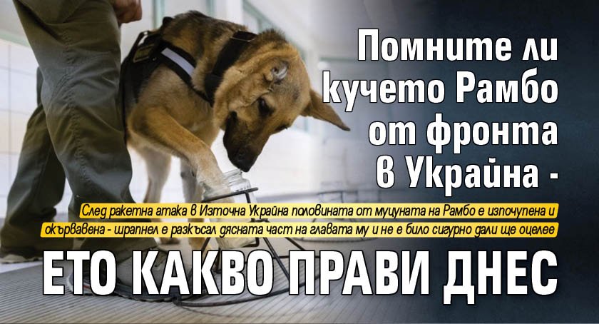 Помните ли кучето Рамбо от фронта в Украйна - ето какво прави днес