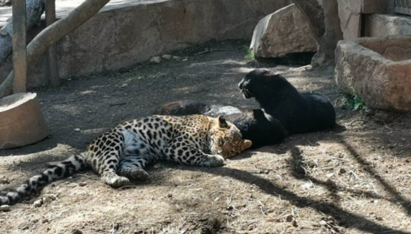 Леопардът беглец не напуснал старозагорския зоопарк, а се поразходил около клетката си