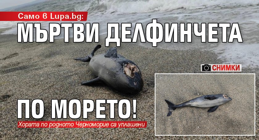 Само в Lupa.bg: Мъртви делфинчета по морето! (СНИМКИ)