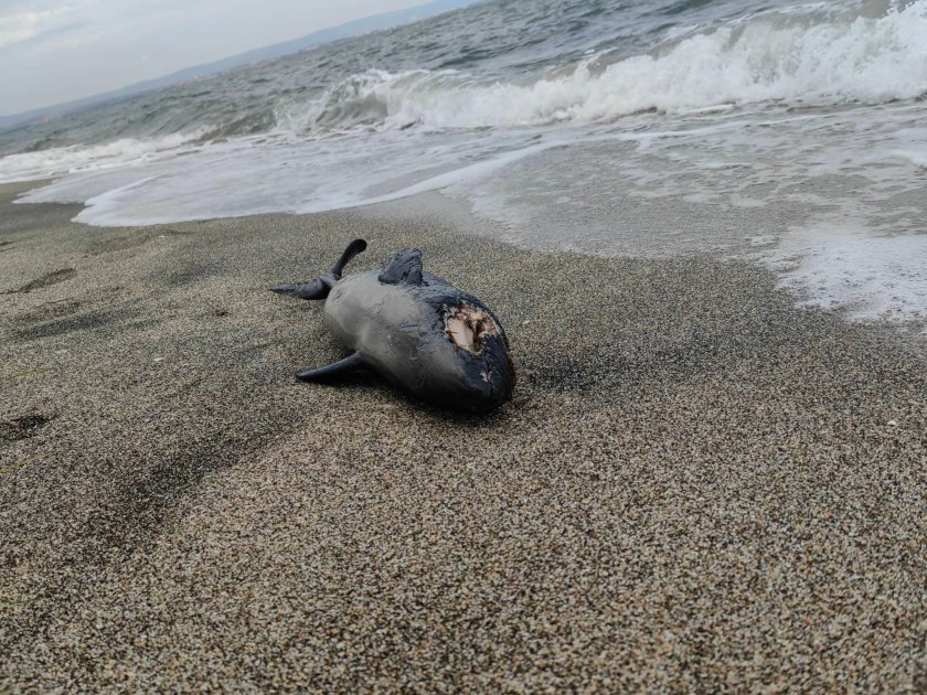 Хората по морето са силно притеснени от мъртвите делфинчета, които