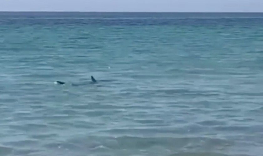 Двуметрова акула предизвика паника на испански плаж