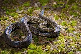 Откриха три змии в къща в Дупница, съобщиха от полицията.На 22 юни