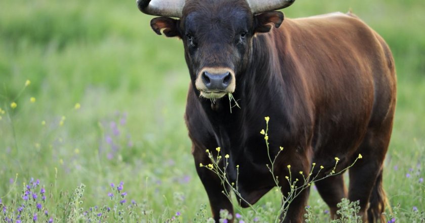 Жена е е тежко състояние след удар от бик в