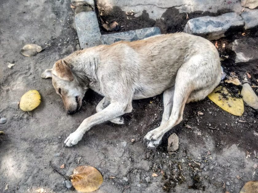 Разследват смъртта на куче във Видин, съобщиха от полицията.На 1