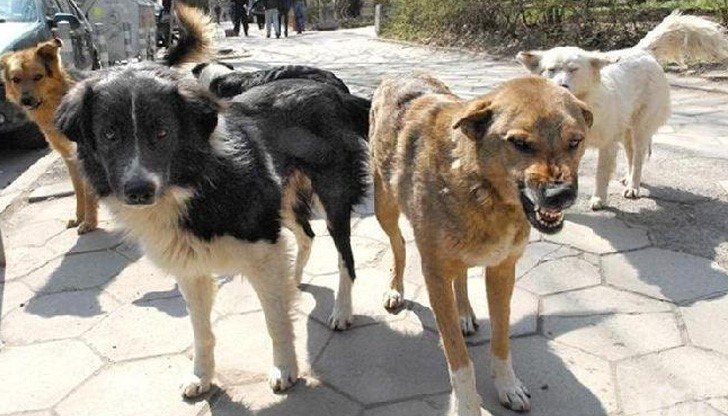 Глутница безпризорни кучета притеснява жителите на асеновградския квартал Долни Воден“.