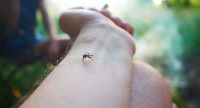 Вероятно няма човек, който да не е бил ухапан от