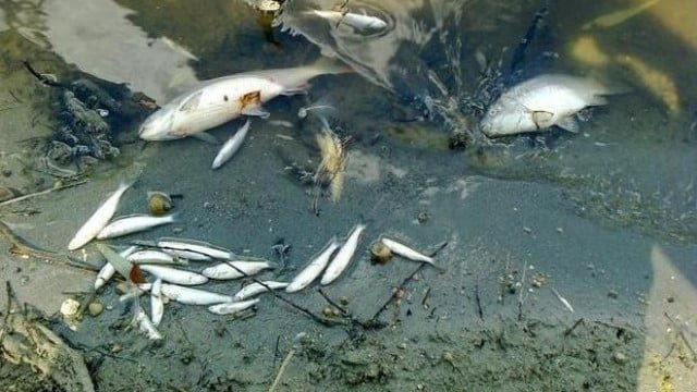 Eксперти откриха мъртва риба в река Марица, съобщи БНТ. Екипи на