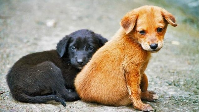Започва безплатна кастрация на домашни кучета в Нови Искър