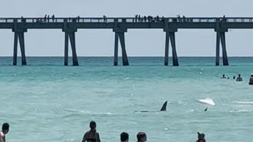 Посетител на плажа е заснел акула, която плува край плажа Навара